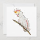Search for cockatoo birthday cards Cute