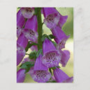 Search for foxglove flower postcards Photography