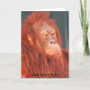 Search for orangutan cards Wildlife