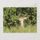Search for deer buck postcards Wildlife photography