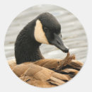Search for canada goose stickers Wildlife