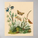 Search for vintage insect posters Antique