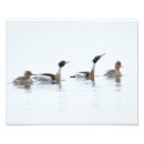 Search for merganser posters Wildlife