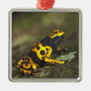 Search for dart christmas tree decorations Wildlife