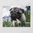 Search for pug stamp postcards Modern