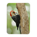 Search for bird watcher magnets Woodpecker