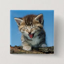 Search for kittens badges Humour
