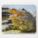 Search for gators mousepads Animal