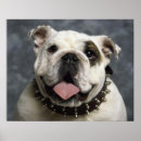 Search for english bulldog posters Puppies