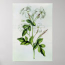 Search for jasmin art Blossom