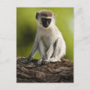 Search for game reserve postcards Savannah