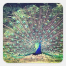 Search for peacock stickers Green