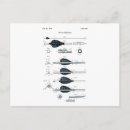 Search for archery postcards Arrow