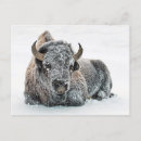 Search for wildlife postcards Buffalo
