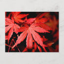Search for maple postcards Leaves