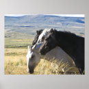 Search for white horses posters Photography