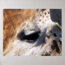 Search for giraffe posters Mammal