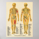 Search for human skeleton posters Anatomical