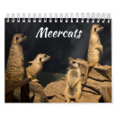 Search for meercat Mongoose