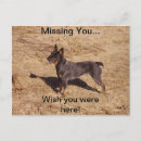 Search for heelers postcards Cattle