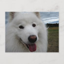 Search for samoyed dog postcards Sammy