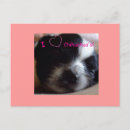 Search for chihuahua puppies postcards Puppy