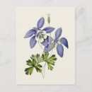 Search for columbine flowers postcards Floral
