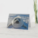 Search for baby seal cards Animal