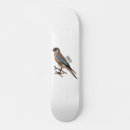 Search for hawks skateboards Falcon