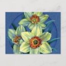 Search for yellow daffodil postcards Blue
