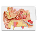 Search for human ear postcards Healthcare