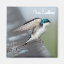 Search for swallow magnets Wildlife