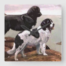 Search for newfoundland clocks Dogs