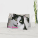 Search for white cat birthday cards Photography