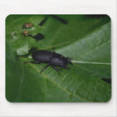 Search for beetle mousepads Animal