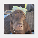 Search for chocolate lab magnets Funny