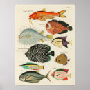 Search for vintage fish illustrations posters Animal