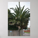 Search for exotic plants posters Palm trees