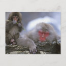 Search for monkey postcards Jigokudani
