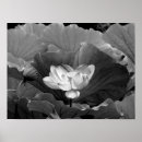Search for white bloom posters Black and white
