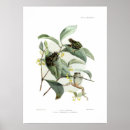 Search for tree frogs posters Amphibian
