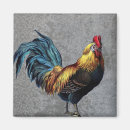 Search for rooster magnets Colourful
