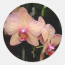 Search for yellow orchid stickers Botanical