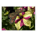 Search for butterfly christmas cards Butterflies