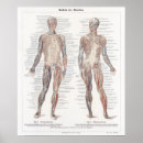 Search for organe anatomie posters Anatomical
