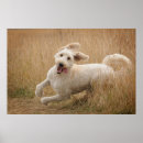 Search for goldendoodle art Mix breed