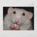 Search for rat lovers postcards Pet