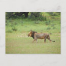 Search for male lions postcards Horizontal
