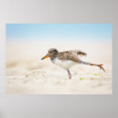 Search for wild chick posters Cute baby animal