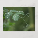 Search for drop leafs postcards Green